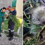 Pequeno e indefeso: filhote de ouriço ferido é resgatado pela Defesa Civil em Botucatu