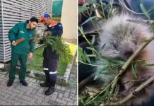 Pequeno e indefeso: filhote de ouriço ferido é resgatado pela Defesa Civil em Botucatu